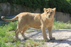 fotodijon_Nature_10